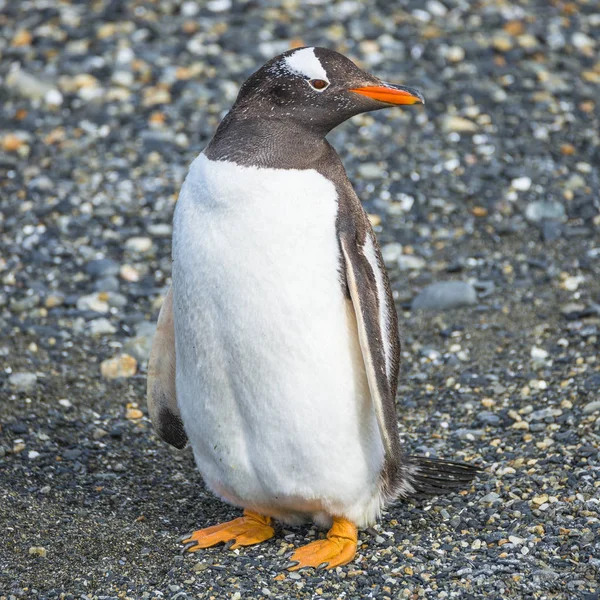 Gentoo kolonii pingwinów na Kanał Beagle w Patagonii — Zdjęcie stockowe