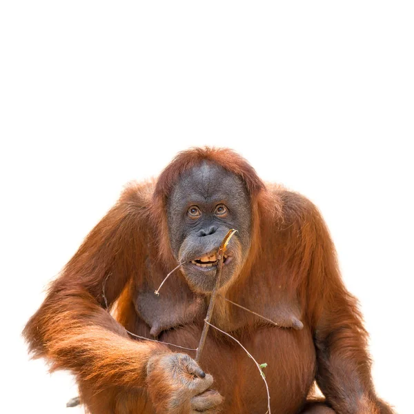 吃亚洲猩猩在白色背景孤立 — 图库照片