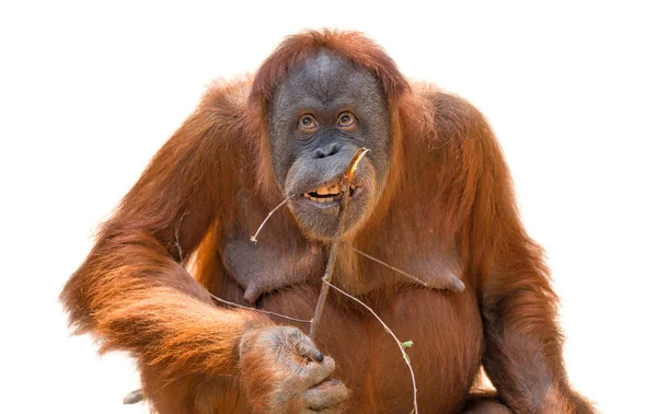 吃亚洲猩猩在白色背景孤立 — 图库照片