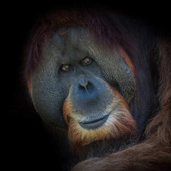 Porträt eines sehr alten asiatischen Orang-Utans auf schwarzem Hintergrund — Stockfoto