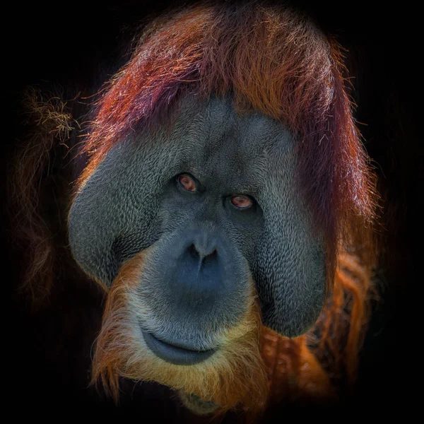 Porträtt av mycket gammal asiatisk orangutang på svart bakgrund — Stockfoto
