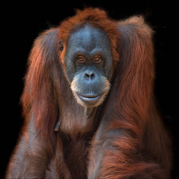 Retrato de orangután asiático sobre fondo negro — Foto de Stock