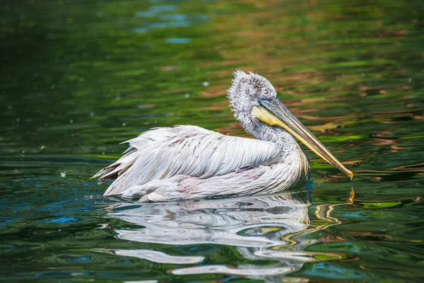 Schöner Pelikan im See, Deutschland — Stockfoto