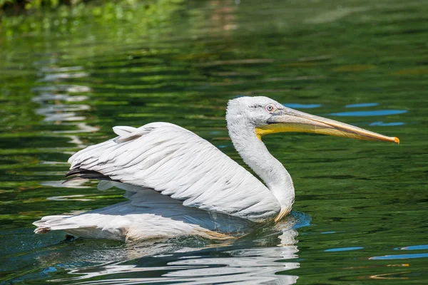 Пеликан в озере, Германия — стоковое фото