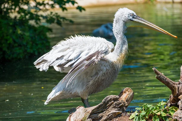 Mooie pelikaan in het meer, Duitsland — Stockfoto