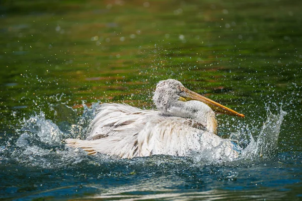 Schöner Pelikan im See, Deutschland — Stockfoto