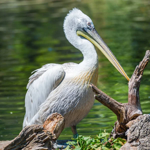 Mooie pelikaan in het meer, Duitsland — Stockfoto