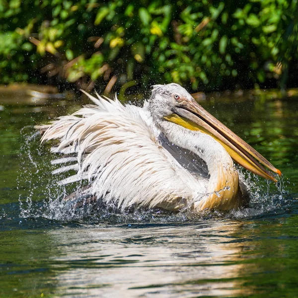 Schöner Pelikan im See, Deutschland — Stockfoto