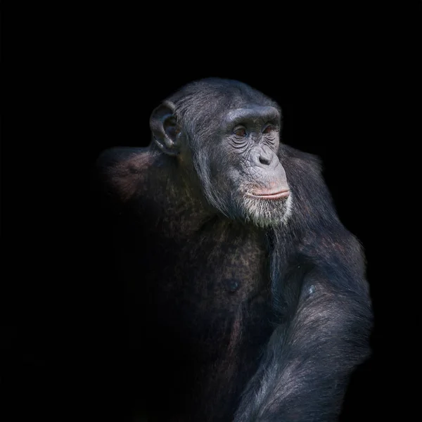 Chimpanzé retrato isolado sobre fundo preto — Fotografia de Stock