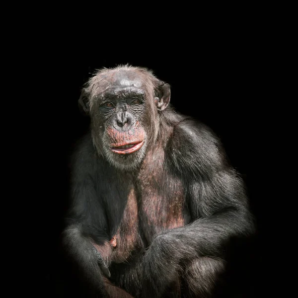 Portret van de chimpansee geïsoleerd op zwarte achtergrond — Stockfoto