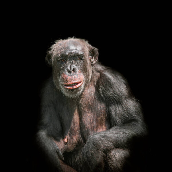 Портрет шимпанзе на черном фоне
