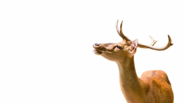 Small deer at white background — Stock Photo, Image