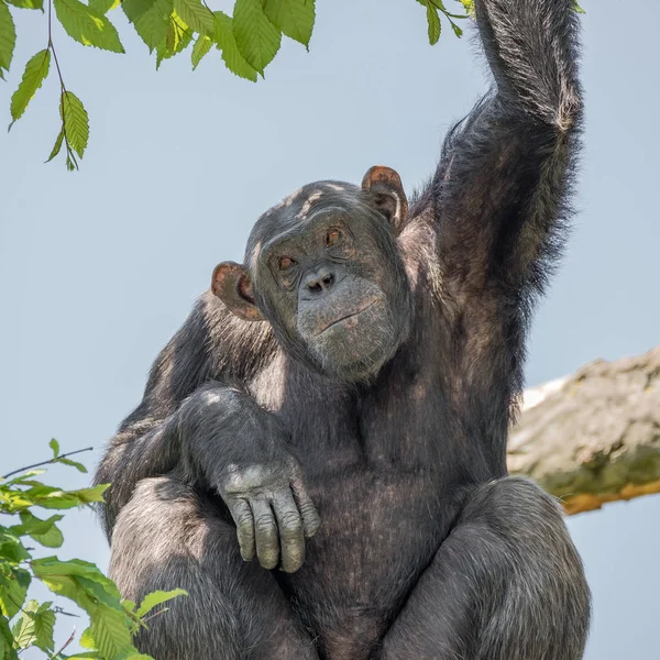 Portret szympans o drzewa w straży — Zdjęcie stockowe