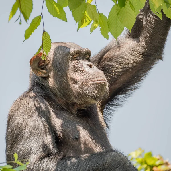 Chimpanzee portrait at tree at guard