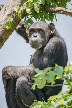 Muhafız ağaca şempanze resme