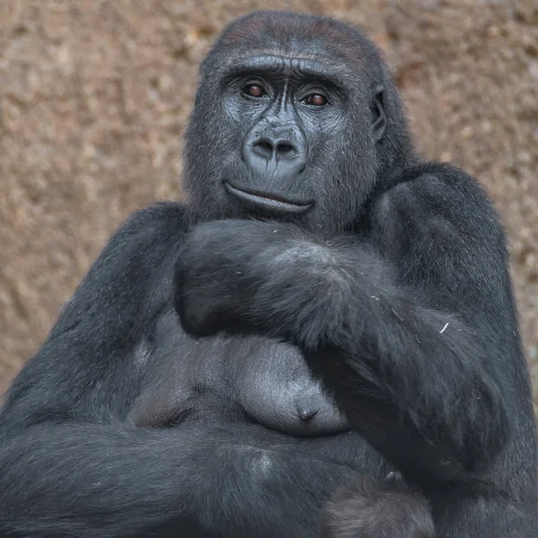 Portret potężny goryl Afryki — Zdjęcie stockowe