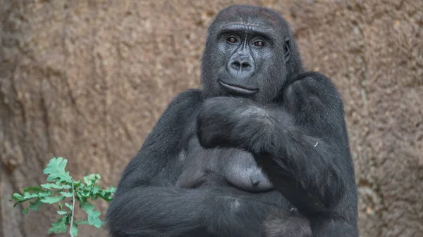 Retrato del poderoso gorila africano — Foto de Stock
