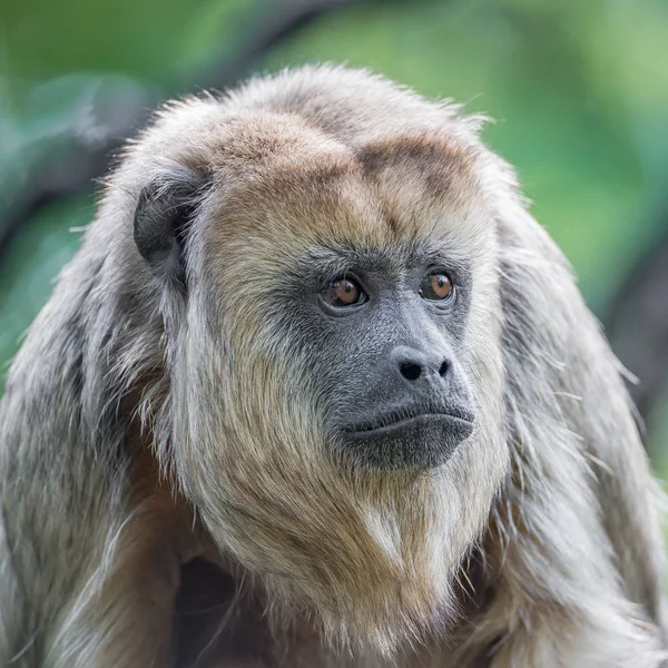 Retrato de mono capuchino brasileño amazónico, adulto — Foto de Stock