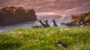 İzlanda, uzak adalarda, İzlanda puffins yaz