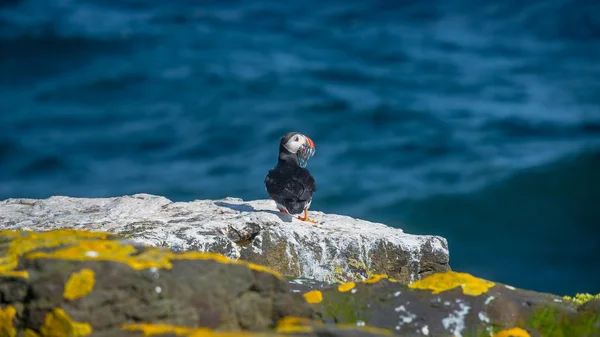 Icelandic puffins at remote islands on Iceland, summer — Stock Photo, Image