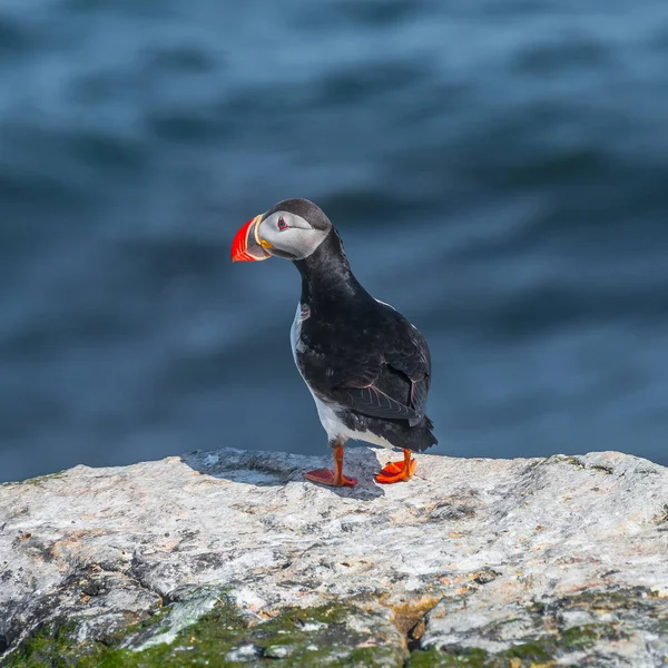 IJslandse papegaaiduikers op afgelegen eilanden op IJsland, zomer — Stockfoto