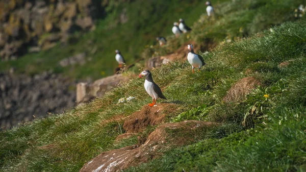 IJslandse papegaaiduikers op afgelegen eilanden op IJsland, zomer — Stockfoto