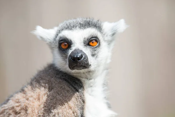 Retrato de lémur Madagascar de cola anillada en un fondo liso — Foto de Stock