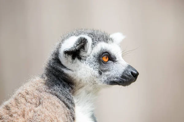 Retrato de lémur Madagascar de cola anillada en un fondo liso — Foto de Stock