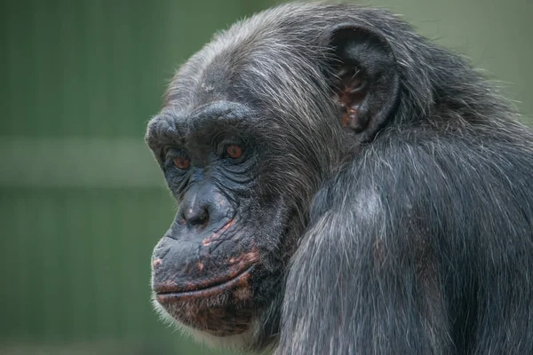 Retrato de chimpancé de cerca en el resort abierto — Foto de Stock