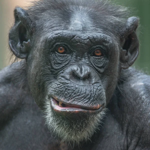 Retrato de chimpancé de cerca en el resort abierto — Foto de Stock