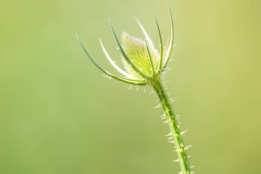 Yaz aylarında düz arka plan güzel dikenli bitki