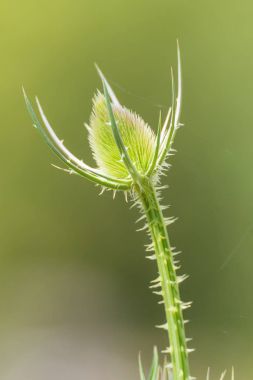 Yaz aylarında düz arka plan güzel dikenli bitki