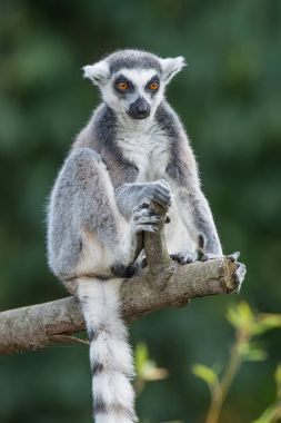 Düz arka plan, ring-tailed Madagaskar lemur portresi