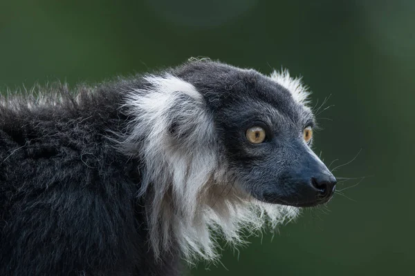 Retrato de lémur rufo blanco y negro sobre fondo liso — Foto de Stock