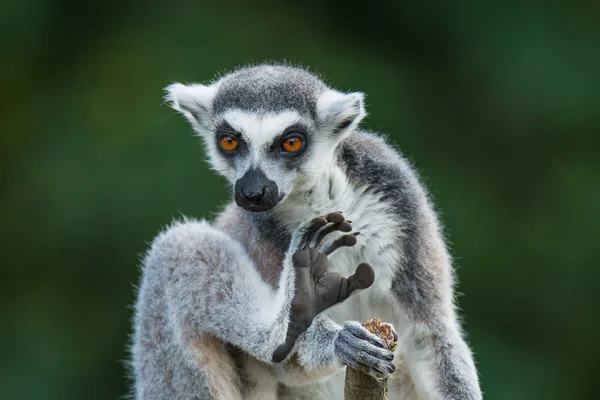 Ritratto di lemure del Madagascar dalla coda ad anello su sfondo liscio — Foto Stock
