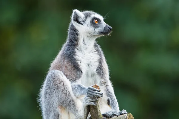 Düz arka plan, ring-tailed Madagaskar lemur portresi — Stok fotoğraf