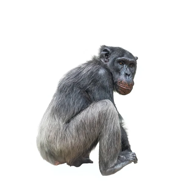 Pensando chimpanzé retrato isolado no fundo branco — Fotografia de Stock