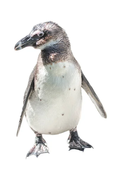 Isolado em fundo branco engraçado pinguim africano — Fotografia de Stock