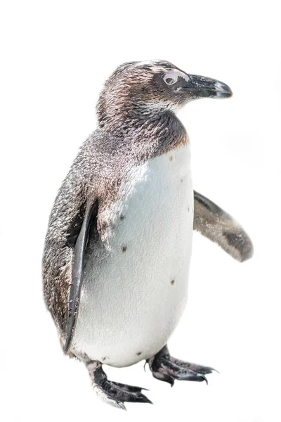 Aislado en fondo blanco divertido pingüino africano — Foto de Stock