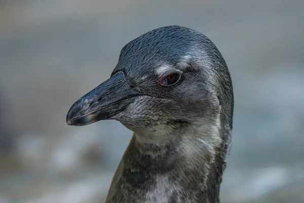 Retrato de pinguim africano engraçado de perto — Fotografia de Stock