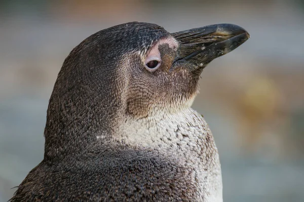 Ritratto di pinguino africano divertente da vicino — Foto Stock