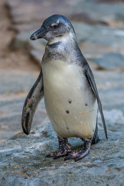 Портрет смешного африканского пингвина вблизи — стоковое фото