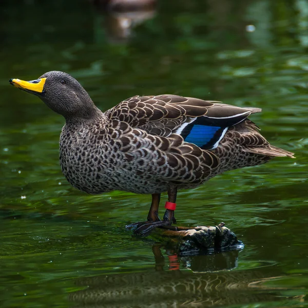 Zachowanie dzikich kaczek nad małym jeziorem — Zdjęcie stockowe