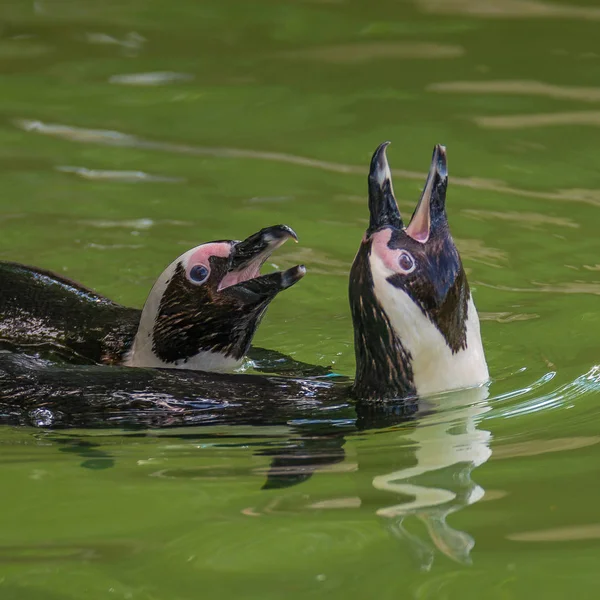 Funny African penguins fighting at close up — Stock Photo, Image