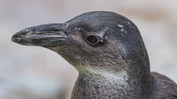 Retrato de pingüino africano divertido en primer plano — Foto de Stock