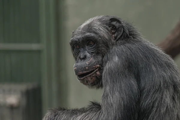 Retrato de chimpancé de cerca en la celda — Foto de Stock