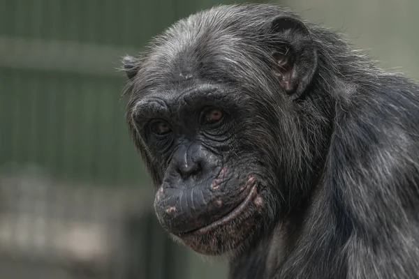 Retrato de chimpancé de cerca en la celda — Foto de Stock