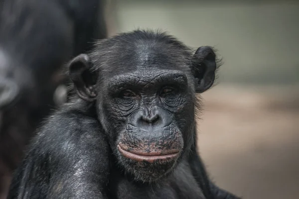 Retrato de chimpancé divertido y emocional. de cerca — Foto de Stock