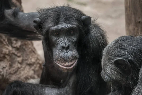 Retrato de chimpancé reflexivo. de cerca — Foto de Stock