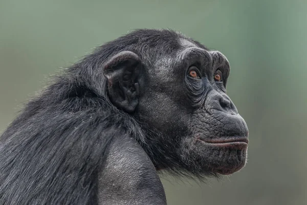 Portrait de Chimpanzé attentionné. gros plan — Photo